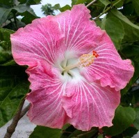 Tahitian_Pink_Beauty3RJ_31-12-04